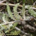 Salix pedicellata Altro