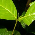 Quiina macrophylla Leht
