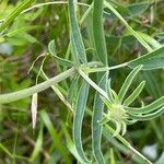 Anthyllis vulneraria Blatt