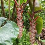 Heliconia vellerigera Flor