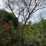 Erythrina caffra Habitus