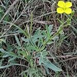 Diplotaxis tenuifolia Habit