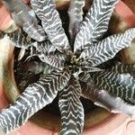 Cryptanthus zonatus ᱥᱟᱠᱟᱢ