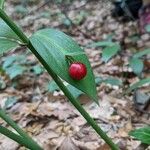 Ruscus hypophyllum Folha