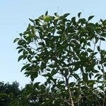 Cordia acutifolia Hoja