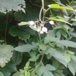 Solanum lyratum Flower