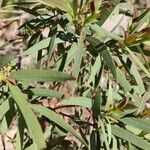 Eucalyptus parvula Hoja