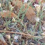 Petrorhagia prolifera 形態