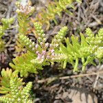 Sedum pulchellum Vekstform