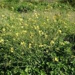 Brassica fruticulosa Hábito