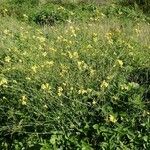 Brassica fruticulosa Habit