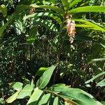 Alpinia zerumbet Lapas