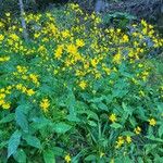 Hieracium prenanthoides Blüte