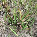 Juncus ensifolius Costuma