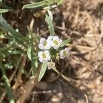 Lobularia maritima Virág