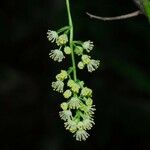 Menispermum canadense Virág