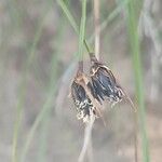 Schoenus nigricans Fruit