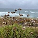 Armeria pungens Meyve