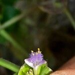 Cyanotis axillaris Blomma