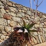 Aloe maculata Лист