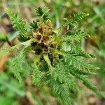 Pedicularis foliosa Lehti