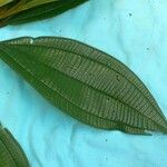 Miconia tschudyoides Leaf