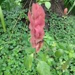 Justicia brandegeeana Flor