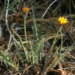 Agoseris retrorsa Habit