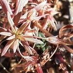 Euphorbia terracina Flower