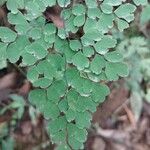 Adiantum raddianum Leaf