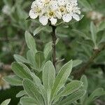 Pyrus elaeagrifolia 花