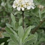 Pyrus elaeagrifolia Blodyn