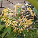 Ixora hookeri पत्ता