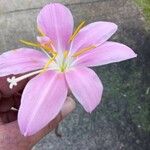 Zephyranthes carinata Flower