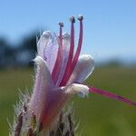 Echium italicum പുഷ്പം