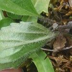 Crepis aurea Sonstige