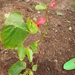 Begonia coccineaBlad