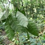 Cavacoa quintasii Blatt