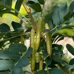 Caragana arborescens Fruit