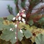 Heuchera micrantha Blüte