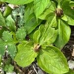 Trillium sessile 花