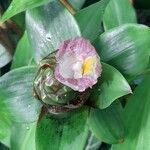 Costus afer Λουλούδι