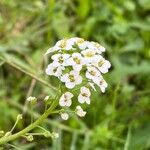 Lobularia maritimaŽiedas