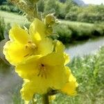 Verbascum densiflorumKukka