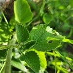 Orthosiphon rubicundus Leaf