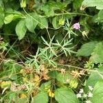 Geranium columbinum Blatt