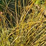 Carex testacea Leaf