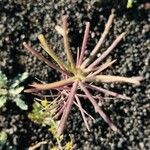 Sisymbrium erysimoides Fruit