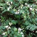 Begonia acutifolia