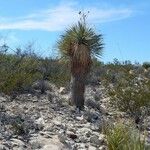 Yucca thompsoniana Агульны выгляд